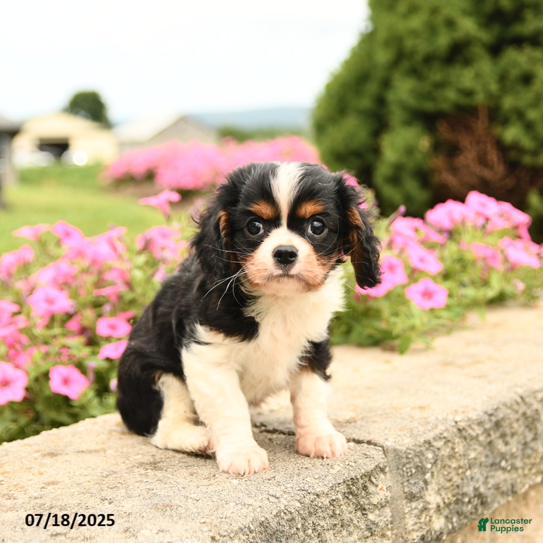 Cavalier King Charles Spaniel dogs for sale: Joey - Image 2