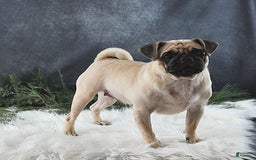 Pug dogs for sale: Santiago - Image 6