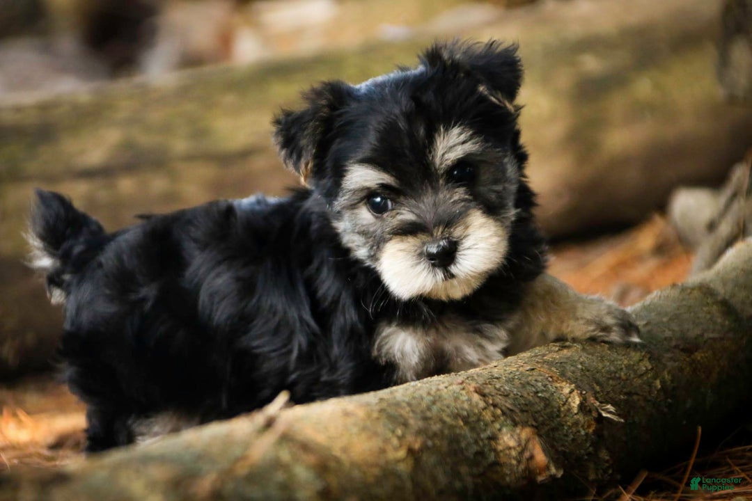 Morkie dogs for sale: Skipper - Image 11
