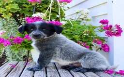 Australian Cattle Dog dogs for sale: Buster - Image 1