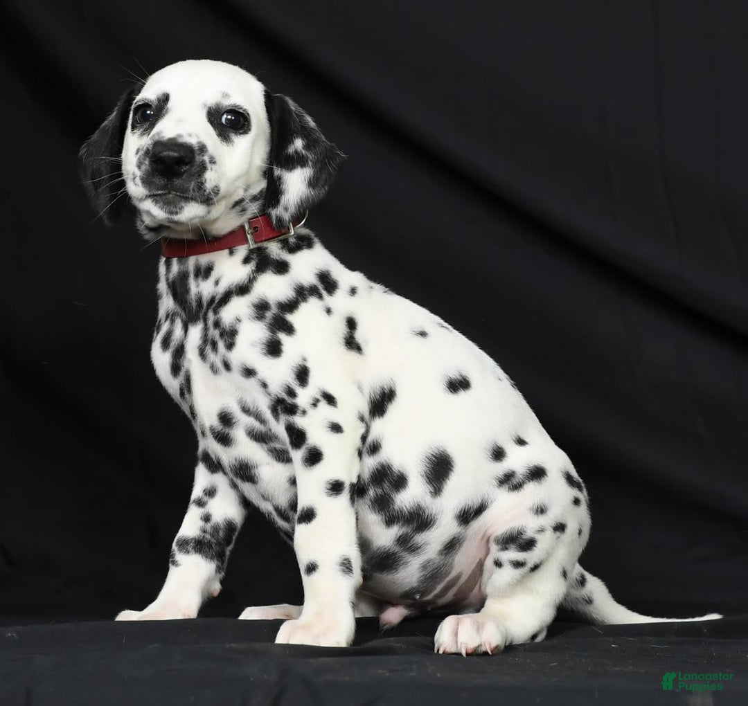 Dalmatian dogs for sale: Cole - Image 7