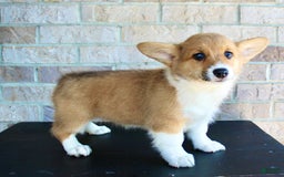 Welsh Corgi Pembroke dogs for sale: Ana - Image 4