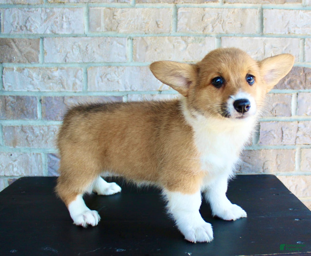 Welsh Corgi Pembroke dogs for sale: Ana - Image 4