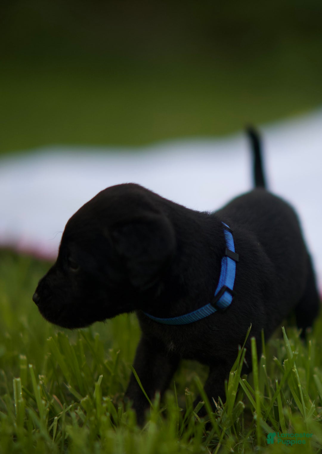 Cane Corso dogs for sale: Max - Image 7