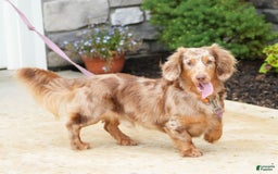 Miniature Dachshund dogs for sale: Spot - Image 2