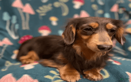 Dachshund dogs for sale: Shaded Cream Male - Image 24
