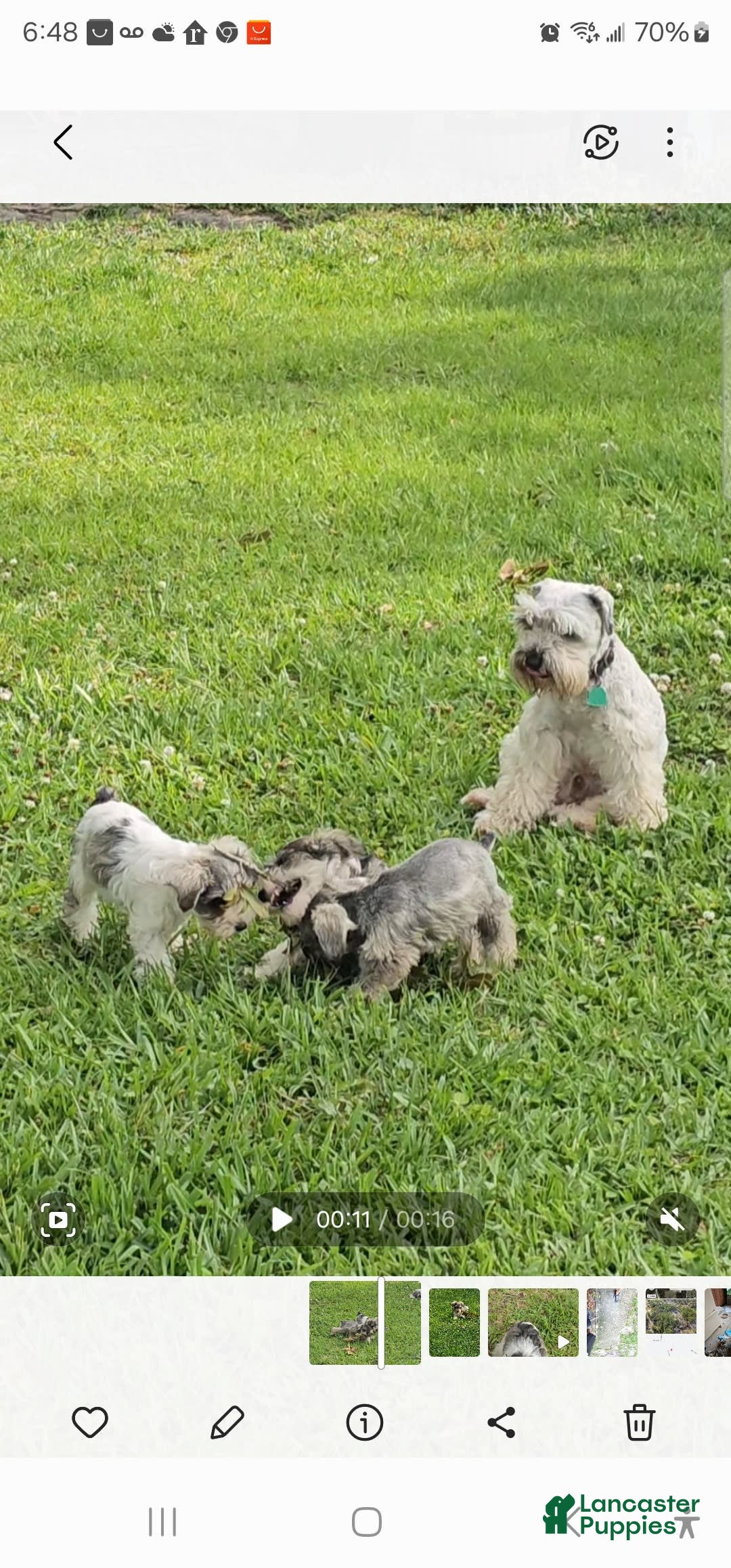 Miniature Schnauzer dogs for sale: Stella - Image 3