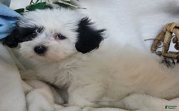 Havapoo dogs for sale: Kiku - Image 3