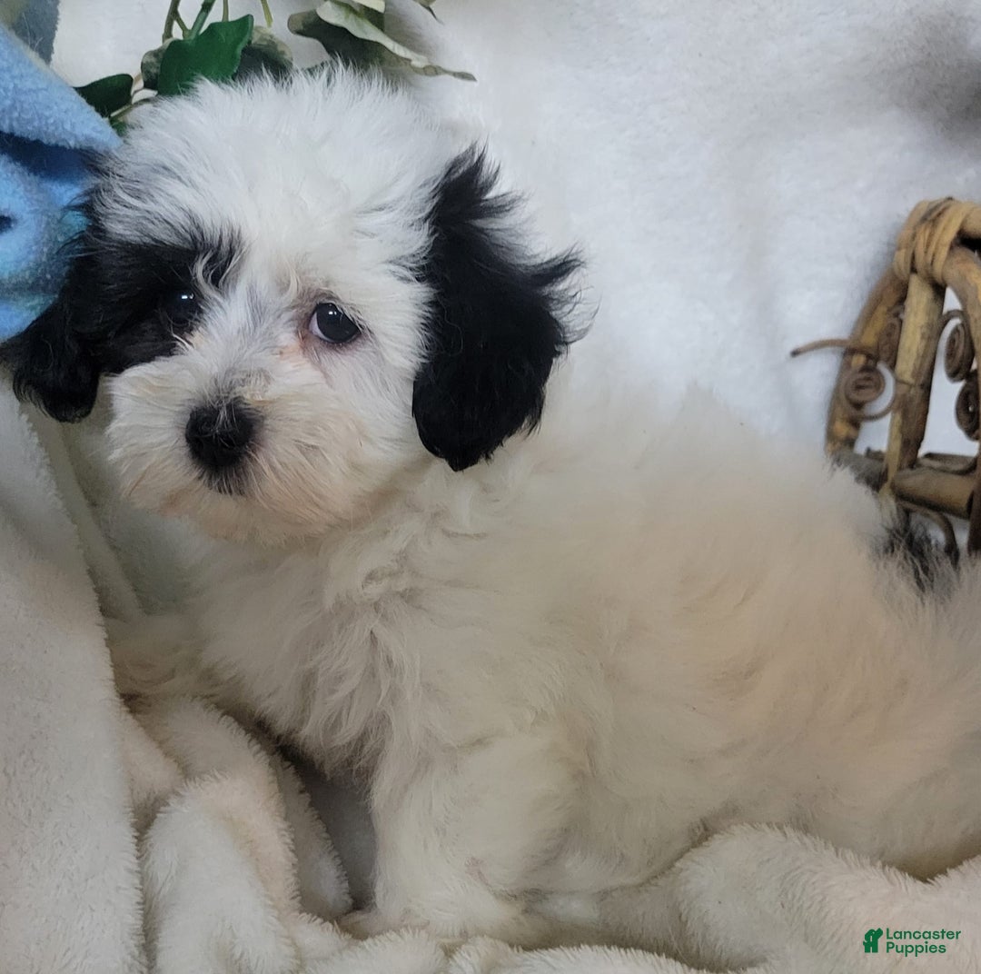 Havapoo dogs for sale: Kiku - Image 3