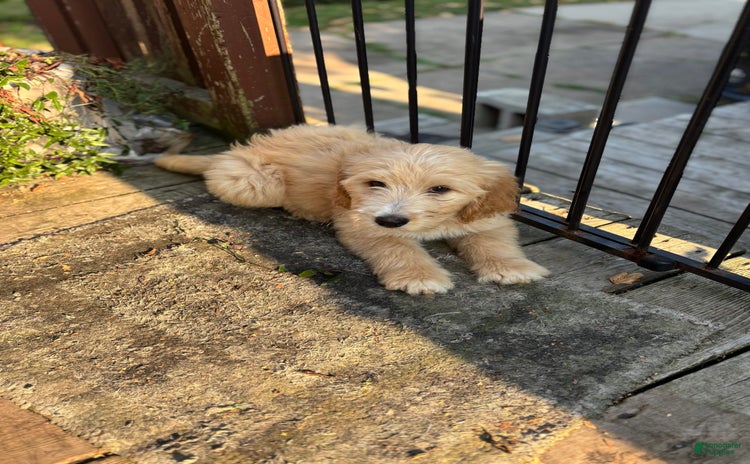 Goldendoodle dogs for sale - Ad 1