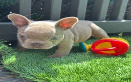 French Bulldog dogs for sale: Amaya Papaya - Image 1