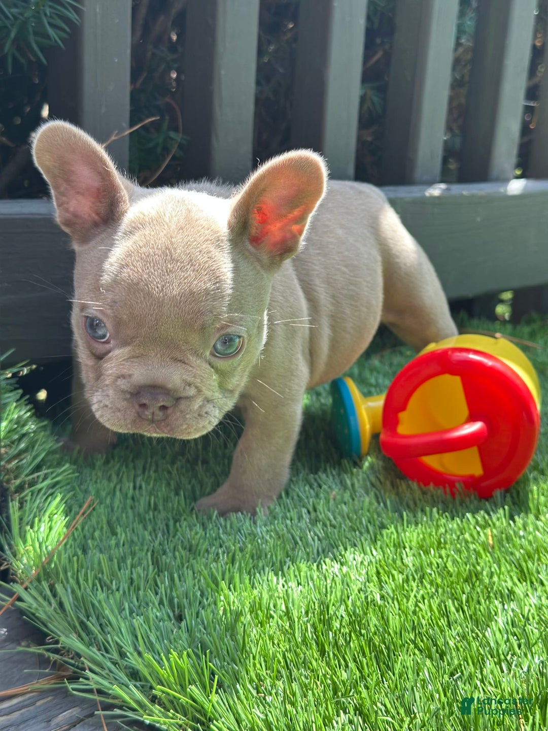French Bulldog dogs for sale: Amaya Papaya - Image 1