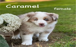 Australian Shepherd dogs for sale: Australian Shepherd 4 puppies - Image 1