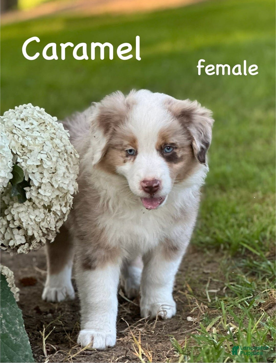 Australian Shepherd dogs for sale: Australian Shepherd 4 puppies - Image 1