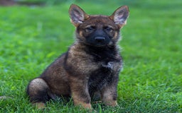 German Shepherd dogs for sale: Freya - Image 10