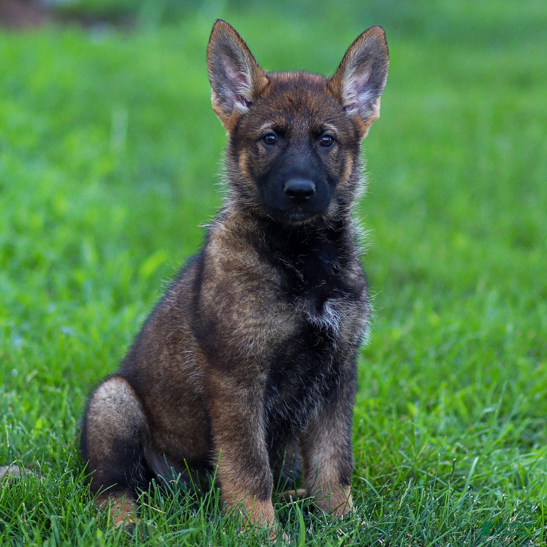 German Shepherd dogs for sale: Freya - Image 10