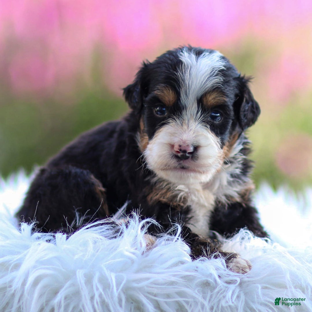 Mini Bernedoodle dogs for sale: Murphy - Image 7