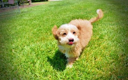 Havapoo dogs for sale: Whisky - Image 10