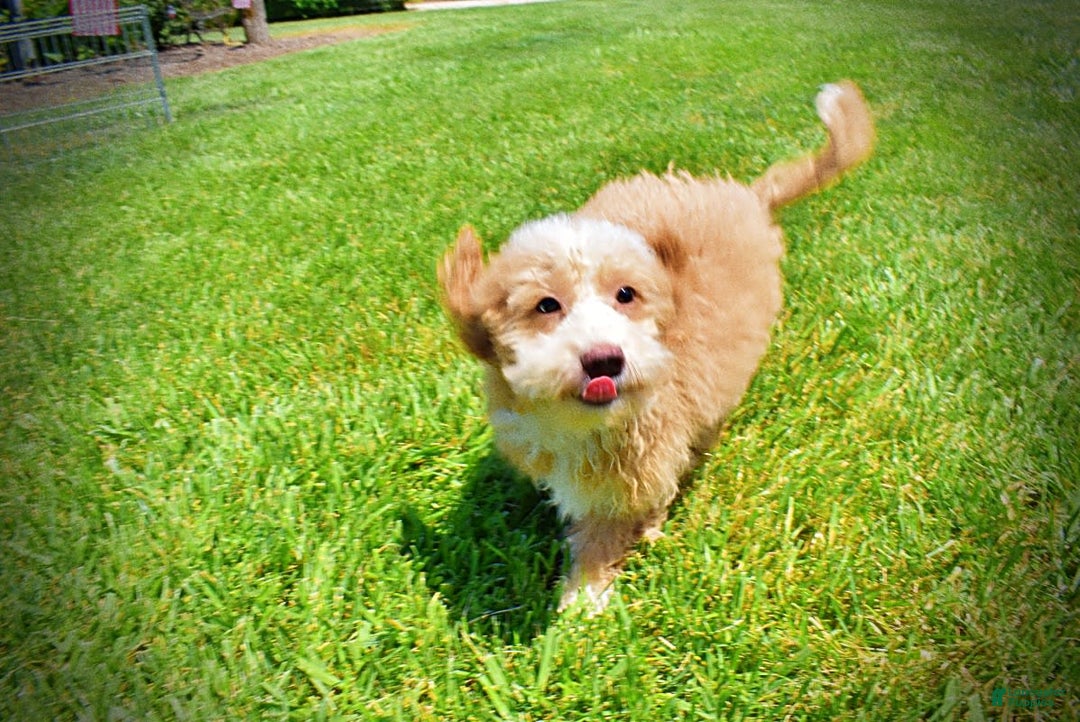 Havapoo dogs for sale: Whisky - Image 10