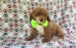 Cockapoo dogs for sale: Ridge - Image 4