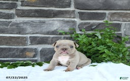 Olde English Bulldogge dogs for sale: Cody - Image 1