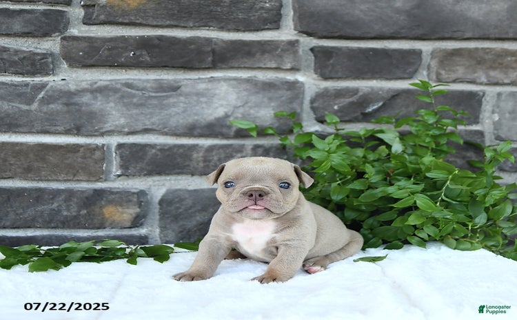 Olde English Bulldogge dogs for sale - Ad 4