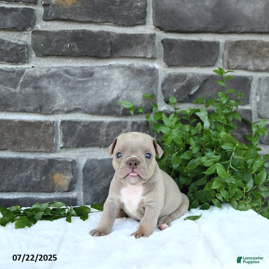 Olde English Bulldogge dogs for sale: Cody - Image 1