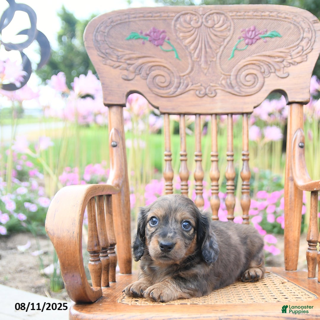 Miniature Dachshund dogs for sale: Zoey - Image 5