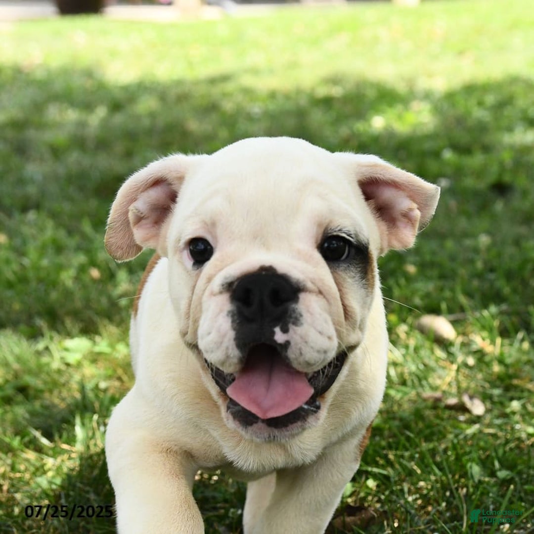 English Bulldog dogs for sale: Rosa - Image 6