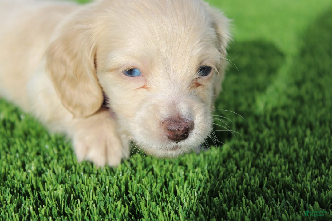 Miniature Dachshund dogs for sale: Rocky - Image 2