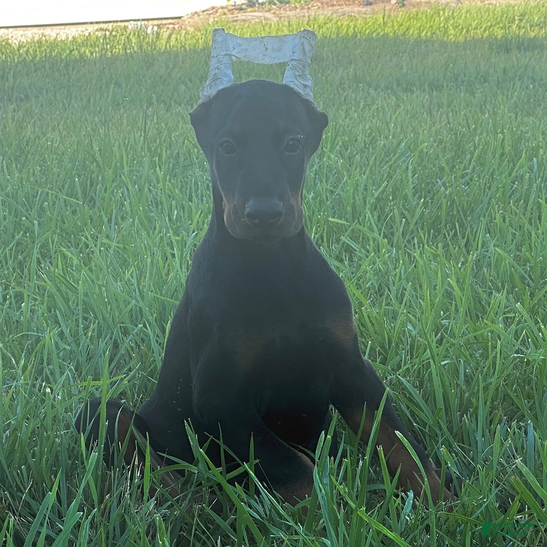 Doberman Pinscher dogs for sale: Russ - Image 2