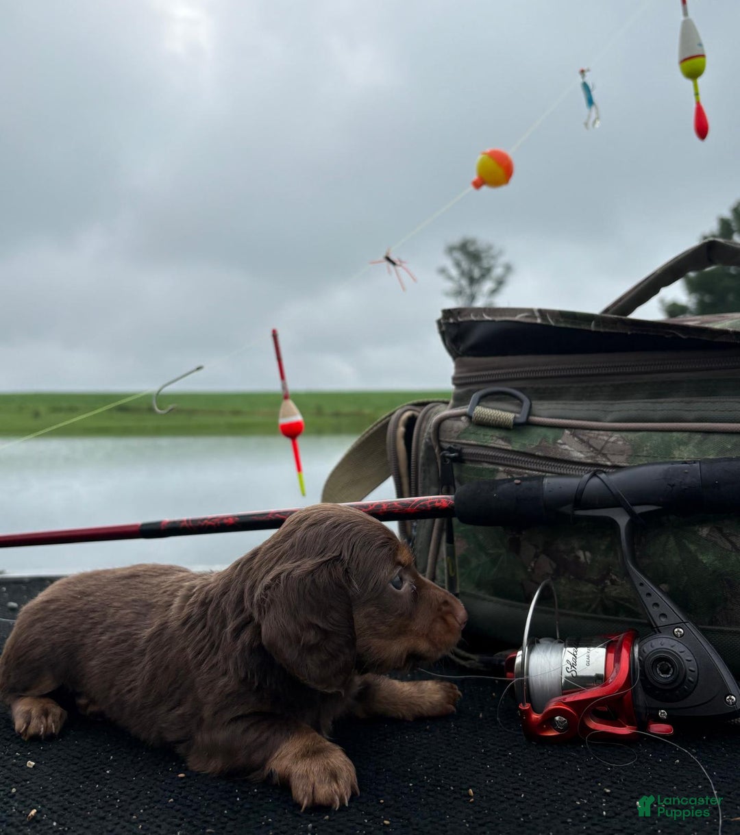 Miniature Dachshund dogs for sale: Cocoa - Image 2