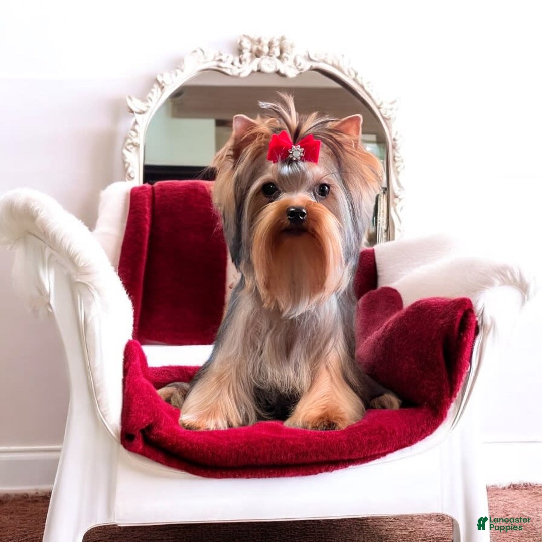Yorkshire Terrier dogs for sale: Ch. Tiny Eclipse X Luke - Image 1