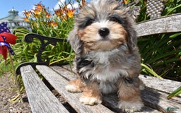 Havapoo dogs for sale: Zipper - Image 5