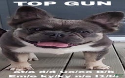 French Bulldog dogs for sale: Top Gun - Image 6