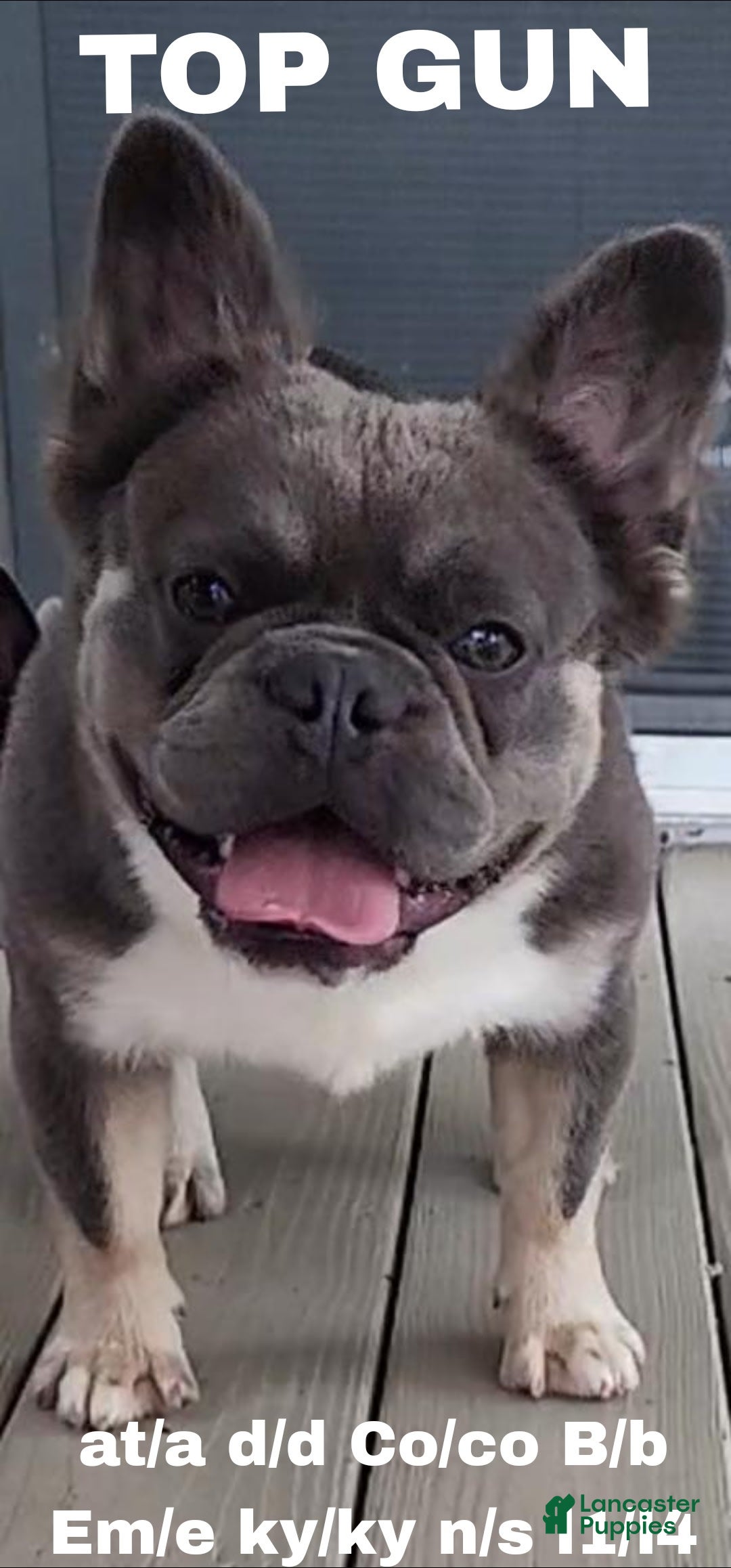 French Bulldog dogs for sale: Top Gun - Image 6