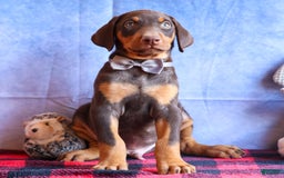 Doberman Pinscher dogs for sale: Domino - Image 7