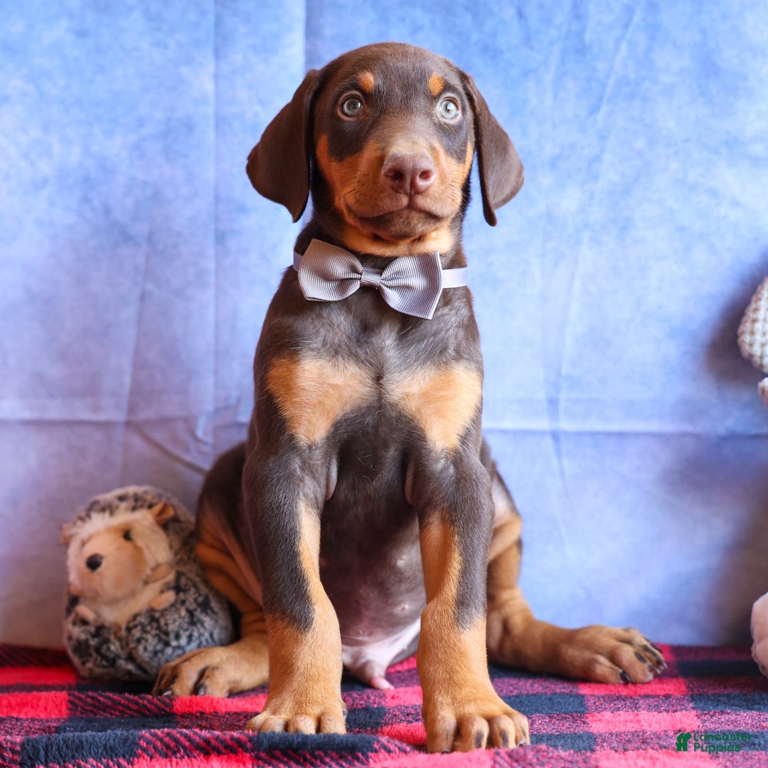 Doberman Pinscher dogs for sale: Domino - Image 7