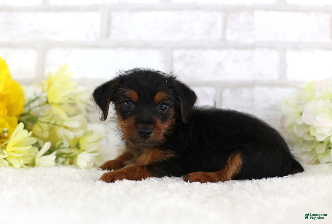 Yorkshire Terrier dogs for sale: Axel - Image 3