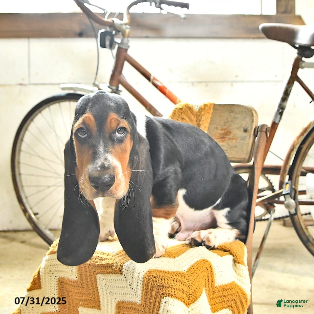 Basset Hound dogs for sale: Shannon - Image 19
