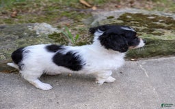Chihuahua dogs for sale: Nova - Image 6