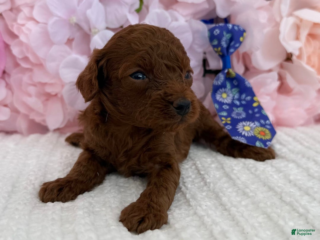 Toy Poodle dogs for sale: Rocket - Image 2