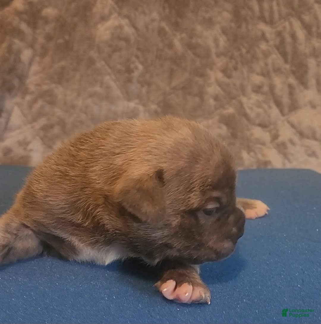 American Bully dogs for sale: National Champion Jack - Image 5