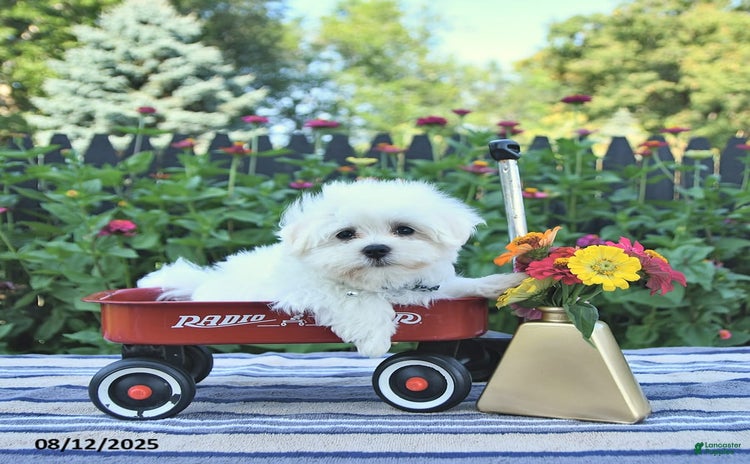 Maltese dogs for sale - Ad 5