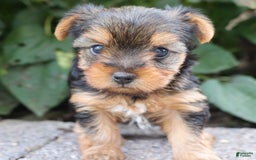Yorkshire Terrier dogs for sale: Joy - Image 6