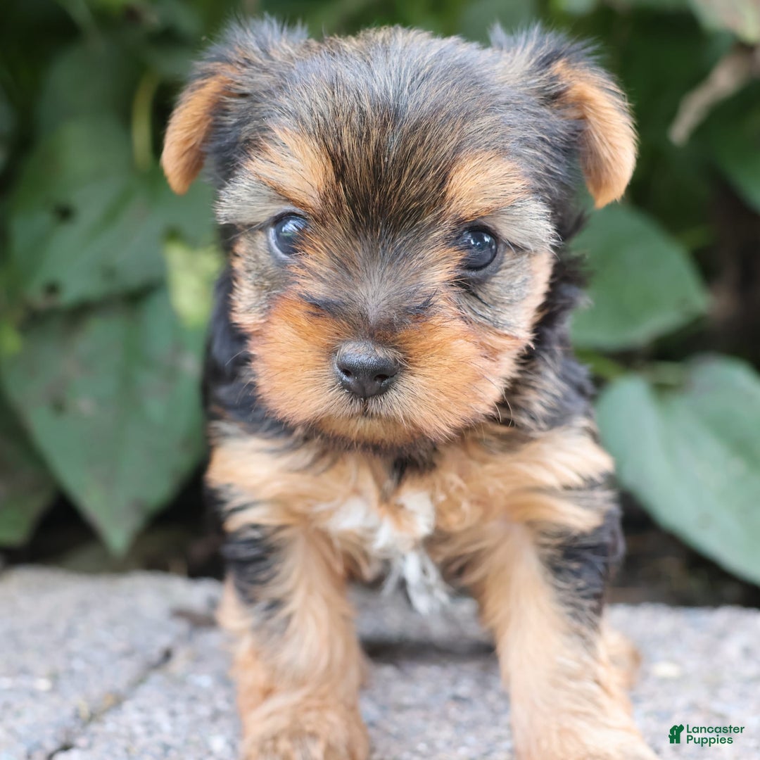Yorkshire Terrier dogs for sale: Joy - Image 6