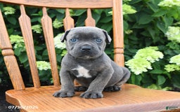 Cane Corso dogs for sale: Shadow - Image 1