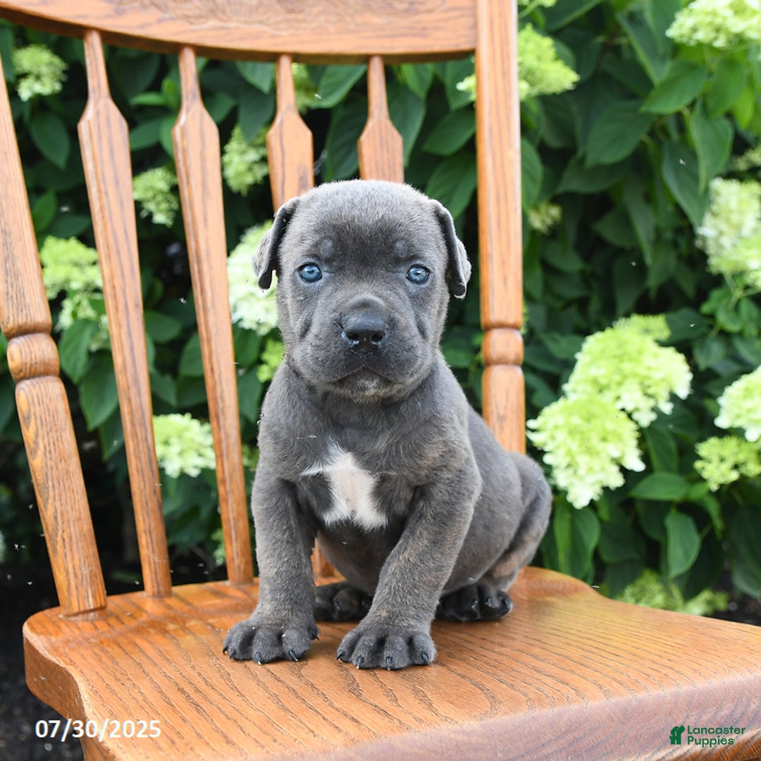 Cane Corso dogs for sale: Shadow - Image 1