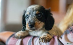 Miniature Dachshund dogs for sale: Maverick - Image 11