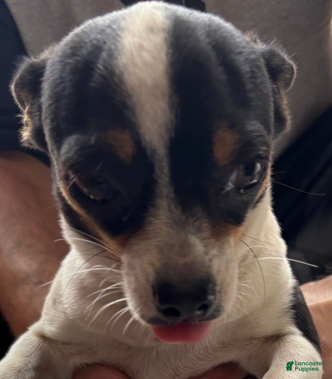 Chihuahua dogs for sale: Little Foot - Image 3